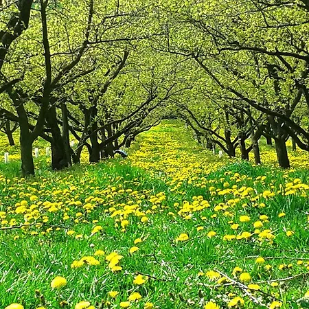 Homestay Wachau *
